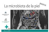 La microbiota de la piel · 2019-08-22 · Firmicutes 24% Proteobacterias 16% •Staphylococci 16% Bacteroidetes 6,5% . MICROBIOTA CUTÁNEA