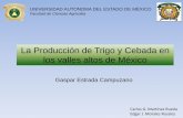 Facultad de Ciencias Agrícolas Trigo y... · 2011-11-18 · Estado de México Hidalgo Puebla Tlaxcala Principales Estados productores de trigo y cebada en los valles altos de México