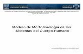 Módulo de Morfofisiología de los Sistemas del Cuerpo Humano · 2020-01-09 · 7 4 Vinculación del módulo con el plan de estudios El Módulo de Morfofisiología de los Sistemas
