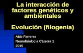 La interacción de factores genéticos y ambientales Evolución …€¦ · El diagnóstico de un trastorno se basa en la identificación de rasgos (características) Fenotipo. Fenotipo