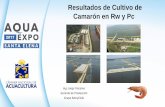 Resultados de Cultivo de Camarón en Rw y Pcaquaexposantaelena.cna-ecuador.com/wp-content/uploads/2017/12/… · Resultados de Cultivo de Camarón en Rw y Pc Ing. Jorge Viscaíno