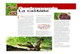 Gastronomía La castañacastanadegalicia.org/documentacion/secciongastronomia.pdf · afecciones de los bronquios, diarreas, resfriados, etc. Los magostos A finales de octubre y comienzos