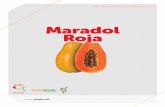 Más información en Maradol Roja … · 2018-10-05 · Semillas del Caribeø One Step Ahead Más información en Maradol Roja SEMICLAS DE PAPAYA Este producto, contiene la tecnología