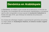 Genómica en Arabidopsis - Universitat de València · Conway y Toenniesen 6 (1999) Nature 402 (supp), c55-c58. La biotecnología es una metodología de mejora genética basada en