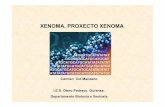 XENOMA. PROXECTO XENOMA - aloxamento de páxinas webcentros.edu.xunta.es/iesoteropedrayo.ourense/dptos/bio/Programa... · Transposones de ADN. Telómeros , atópanse nos extremos