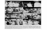 ISbdigital.binal.ac.pa/bdp/descarga.php?f=primer centenario10.pdf · CRESPO VILLALAZ. El PaÍs, 13 de septiembre de 1955. "La Feria Agropecuaria de la ciudad de Peno-nomé, fue un