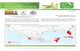 Reporte Epidemiológico Huanglongbing (HLB)langif.uaslp.mx/documentos/privada/BoletinesVarios/hlb/005.pdf · De forma más específica, Sinaloa podría tener síntomas de HLB en 10