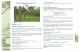 ecuadorforestal.orgecuadorforestal.org/download/contenido/pino.pdf · Después del eucalipto es la especie más plantada en la sierra. ... enfermedad llamada "chancro del Pino" o