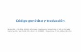 Código genético y traducciónsgpwe.izt.uam.mx/.../Codigo_genetico_y_traduccion.pdf · incorrectamente plegados, facilitando rutas de plegamiento correctas. 2) Se localizan tanto