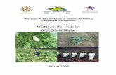 Cultivo de Pipiáncenida.una.edu.ni/relectronicos/RENF01CH517c.pdf · Por ser una planta tropical necesitan climas cálidos, cresen bien en áreas secas bajo riego o con mediana precipitaciones