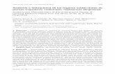Anatomía e histoquímica de los órganos subterráneos de ...lillo.org.ar/revis/lilloa/2017/v54n2/lilloa-v54n2a04.pdf · (Herreria montevidensis, Muehlenbeckia sa-gittifolia y Smilax