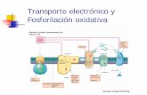 Transporte electrónico y Fosforilación oxidativa€¦ · • La fosforilación oxidativa es simple en cuanto a concepto, pero compleja en cuanto al mecanismo (1) Cadena de transporte
