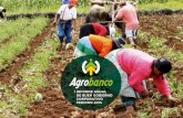 INFORME ANUAL - agrobanco.com.pe · empresa de propiedad del Estado que, además de su condición de institución financiera de desarrollo, está focalizada en el sector agropecuario.