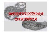ΜΕΘΑΝΙΟΤΡΟΦΑ ΒΑΚΤΗΡΙΑm-biotech.biol.uoa.gr/MATHIMATAPMS/M1/KATSIFAS/Methanotrophs.pdf · Υδροβιότοποι(tundra and wet lands) Βρίσκονταιτόσοστιςπολικές>5000Ν,