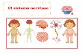 El sistema nervioso El Sistema nervioso°-B...El sistema nervioso puede transmitir señales a velocidades de 100 metros (328 pies) por segundo, 8 veces más rápido de la velocidad