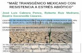 MAÍZ TRANSGÉNICO MEXICANO CON RESISTENCIA A ESTRÉS …€¦ · 1.- Identificación del gen que codifica para la enzima trehalasa de maíz B73, de acuerdo a la anotación del genoma