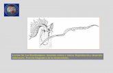Lección 56- Los Pterobranquios. Anatomía externa e …...Clase Pterobranquios 1. Son una clase de Hemicordados que solamente tiene 3 géneros y más de 10 especies 2. Son animales