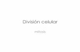 mitosis - UABCpeces.ens.uabc.mx/bcym/clases/pdf/III-E-MITOSIS.pdf · División celular mitosis . fusion . Mitosis en vegetales . Mitosis . ep lp m a t . Ciclinas Cinasas KdC o quinasa