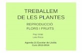 TREBALLEM DE LES PLANTES - Lleida · Les flors La flor és l’aparell reproductor dels vegetals superiors (espermatòfits o fanerògames). Fulles modificades disposades en verticils