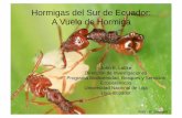 Hormigas del Sur de Ecuador: A Vuelo de Hormiga...Hormigas del Sur de Ecuador: A Vuelo de Hormiga John E. Lattke Dirección de Investigaciones Programa Biodiversidad, Bosques y Servicios