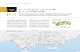 224 y la protohistoria [83] - Junta de Andalucía · La temprana e intensa presencia humana en el ámbito andaluz se manifiesta en la abun-dancia y amplia distribución de registros