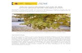 feno otoño 2016 - AEMET. Gobierno de España · Informe meteorofenológico del otoño de 2016 (Servicio de Aplicaciones Agrícolas e Hidrológicas de AEMET) Fenología vegetal otoñal