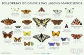 BOLBORETAS DO CAMPUS DAS LAGOAS-MARCOSENDEoma.webs.uvigo.es/.../BiodiversidadeVigo/vigobolboretas/Bolboretas… · BOLBORETAS DO CAMPUS DAS LAGOAS-MARCOSENDE Autor: Mauro Rivas Ferreiro