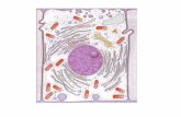 TIPUS DE CÈL·LULES - XTEC · La paret cel·lular és formada en gran part per un glúcid anomenat cel·lulosa. La cel·lulosa serveix de protecció a la cèl·lula i li dóna forma.