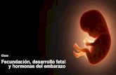 Fecundación, desarrollo fetal Fecundación y hormonas del y ......Fecundación y hormonas del embarazo 31-1 Clase Fecundación, desarrollo fetal y hormonas del embarazo. Resumen de