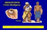 MEMATODOS Ciclos Biológicos · Wuchereria bancrofti . Fin de la Comunicación . Title: Presentación de PowerPoint Author: Jose Castillejo Created Date: 3/21/2011 10:36:19 AM ...