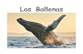 Las Ballenas - oer2go.orgoer2go.org/mods/es-mustardseedbooks/Content/Spanish/LasBallena… · La ballena azul es el animal más grande del mundo. Mide más o menos 94 pies de largo.