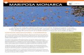 08 reserva de la biosfera 18 mariposa monarca · gar un maravilloso fenómeno de la naturaleza: la hibernación de las colonias de mariposas Monarca (Danaus plexippus) que cada año