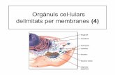Orgànuls cel·lulars delimitats per membranes (4)cosmolinux.no-ip.org/recursos_aula/BIO1erBAT/Citologia/...Orgànuls cel·lulars delimitats per membranes El reticle endoplasmàtic.