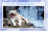 EL TIGRE BLANC - blocs.xtec.cat · EL TIGRE BLANC. LA COLORACIÓ DEL TIGRE BLANC Els tigres blancs són uns exemplars de tigre amb una condició genètica que quasi elimina el pigment