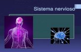 Sistema nervioso - imbsecundaria.milaulas.com...Sistema Nervioso En un sistema centralizado, los impulsos se transmiten en una sola dirección. Células nerviosas Células nerviosas