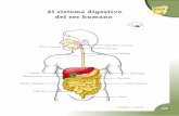 Guía 6 El sistema digestivo A del ser humano · 2020-05-28 · 46 234Íc3ons5oUidoa4ns s1Licoc3rÍselt34ÍUoa 1. Observa el dibujo. Cópialo en tu cuaderno de ciencias naturales,