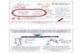 Tracto Gastro- EXTRA-CELULARES intestinal · Hormonas que actúan sobre el riñón aumentando la reabsorcion de agua:-ADH(NH)-Aldosterona(cortex adrenal) La hormona secretada por