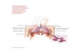 €¦ · Web viewEl aparato digestivo es el conjunto de órganos (boca, faringe, esófago, estómago, intestino delgado e intestino grueso) encargados del proceso de la digestión,