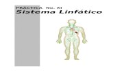 PRÁCTICA No - WordPress.com › 2007 › 11 › practi… · Web viewEl estudio de la diferenciación y fisiología de los linfocitos ha permitido establecer la existencia de dos