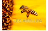 LES ABELLES - XTEC · 2020-01-20 · les abelles a la seva agenda per practicar la lectura a casa. Després de fer la lectura havíem d’explicar-ho davant de la classe i la senyoreta