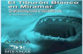 Mariano Magnussen. El tiburón Blanco en Miramar. Registros ... Tiburon...frecuente entre los tiburones blancos adultos es de 4 a 5,5 metros (siendo los machos menores que las hembras),