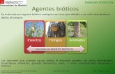 SANIDAD FORESTAL Agentes bióticos - Comunidad de Madrid · Agentes bióticos En función del daño causado por insectos y ácaros se distinguen cuatro grandes grupos de plagas forestales: