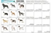 razas perros - actiludis.com · RAZAS NAs POPULARES - (MiNlM0 COMÚN MÚLTIPLO Mediante el método práctico encuntra el MCM de los siguientes números, y encontrarás la raza de
