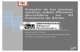 Estudio de las plantas epífitas sobre Phoenix dactylifera ...dspace.umh.es/bitstream/11000/2713/1/Pomares... · Estudio de las plantas epífitas sobre Phoenix dactylifera en El Palmeral