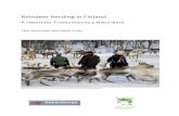 Reindeer herding in Finland - Snowchange Cooperative€¦ · Title: Microsoft Word - Reindeer herding in Finland Author: gwyn Created Date: 6/29/2015 7:48:16 AM
