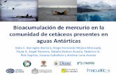 Bioacumulación de mercurio en la comunidad de …Bioacumulación de mercurio en la comunidad de cetáceos presentes en aguas Antárticas Dalia C. Barragán-Barrera, Diego Fernando