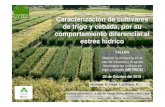 Caracterizaci ón de cultivares de trigo y cebada, por su … › es › misc › taller_paysandu › Presentacion... · 2010-11-17 · de estrés ( 9d) CEBADA TRIGO Z 33-34 Z 33-34