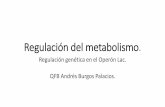 Regulación del metabolismo. - WordPress.com · 2020-04-23 · Regulación del metabolismo. Regulación genética en el Operón Lac. QFB Andrés Burgos Palacios. Regulación de la