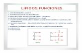 LIPIDOS: FUNCIONES - Elías Salvador Tasayco, PhD · LIPIDOS: LIPOLISIS B-OXIDACION KETOSIS LIPOGENESIS AA’S CHO Lipolysis (fat breakdown) and beta-oxidation occurs in the mitochondria.