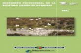 ESPÁTULA COMÚN EN URDAIBAI...Migración postnupcial de la espátula común en Urdaibai 5 La Espátula común (Platalea leucorodia) es un ave acuática asociada a los humedales y